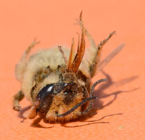 Réf. 208 634 : Megachile albisecta